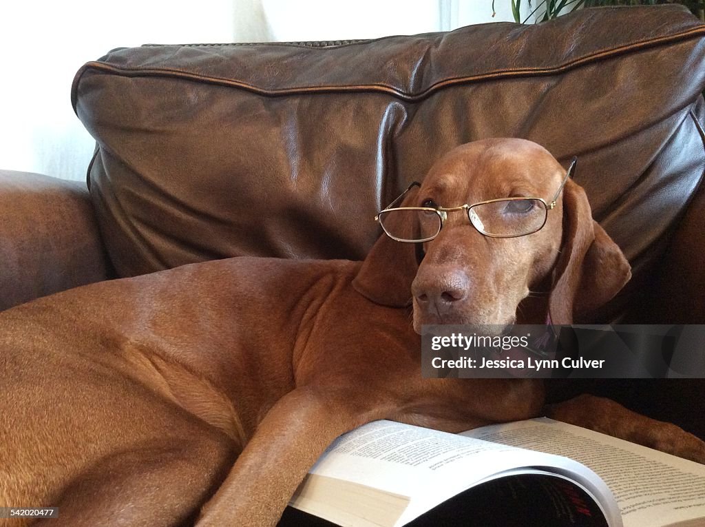 Pets Wearing Glasses