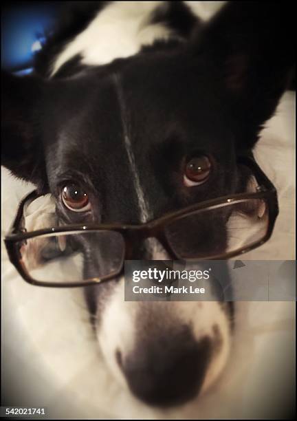 pets wearing glasses - cardigan welsh corgi stock pictures, royalty-free photos & images