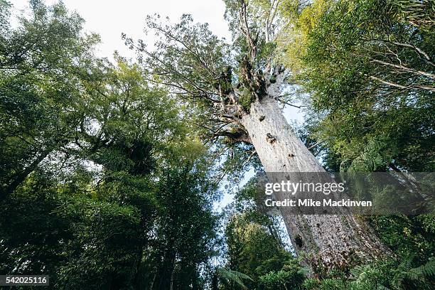 tane mahuta - kauri tree stock pictures, royalty-free photos & images