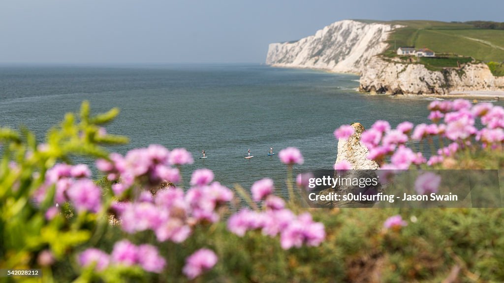 Wildflowers and Paddleboarders