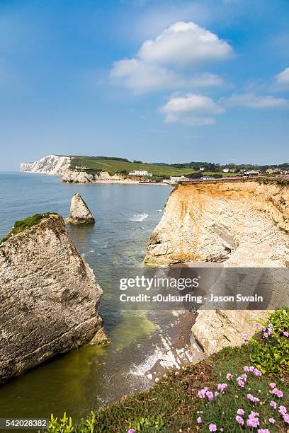 wildflowers and paddleboarders - bahía de freshwater isla de wight fotografías e imágenes de stock