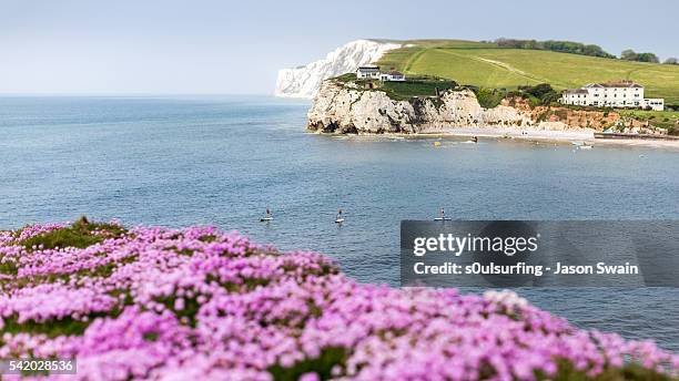 wildflowers and paddleboarders - bahía de freshwater isla de wight fotografías e imágenes de stock