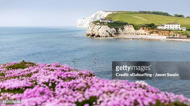wildflowers and paddleboarders - isle of wight stock pictures, royalty-free photos & images