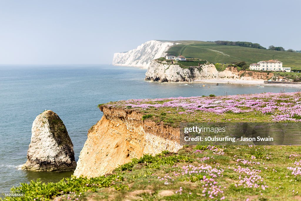 Wildflowers and Paddleboarders