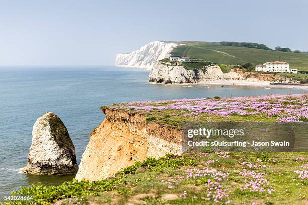 wildflowers and paddleboarders - freshwater bay isle of wight 個照片及圖片檔