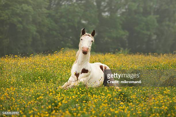 white horse on grassy field. - beautiful horse stock pictures, royalty-free photos & images