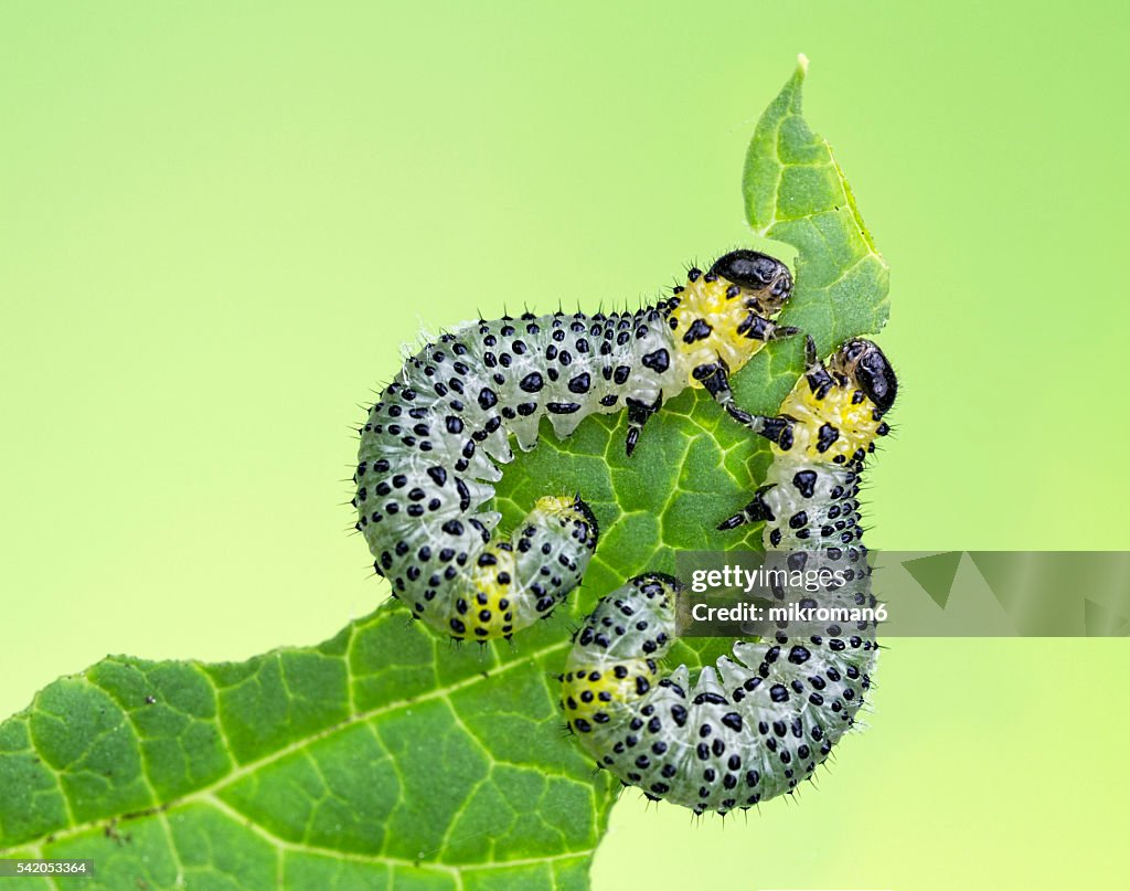 Gooseberry sawfly (Nematus ribesii) caterpillars feeding on  currant leaf