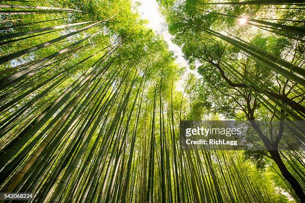 japanischem bambus-wald - directly below tree stock-fotos und bilder