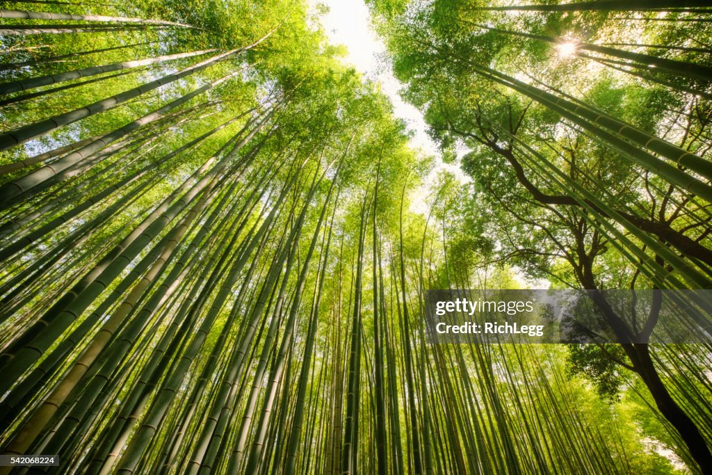 Japanese Bamboo Forest