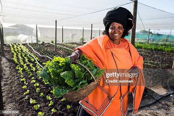 afrikanische frau hält gemüse - irrigation stock-fotos und bilder