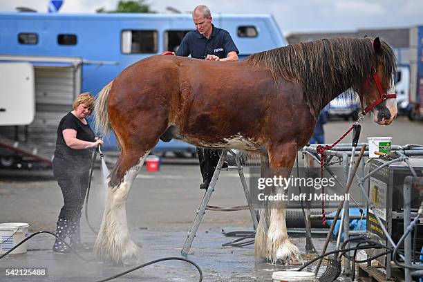 Clydesdale horses are washed of the start of the Royal Highland show at Ingliston showground on June 22, 2016 in Edinburgh, Scotland. The 176th Royal...