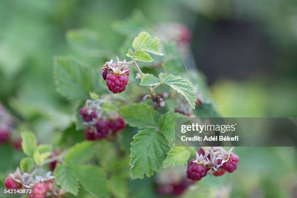 raspberries - himbeerpflanze stock-fotos und bilder