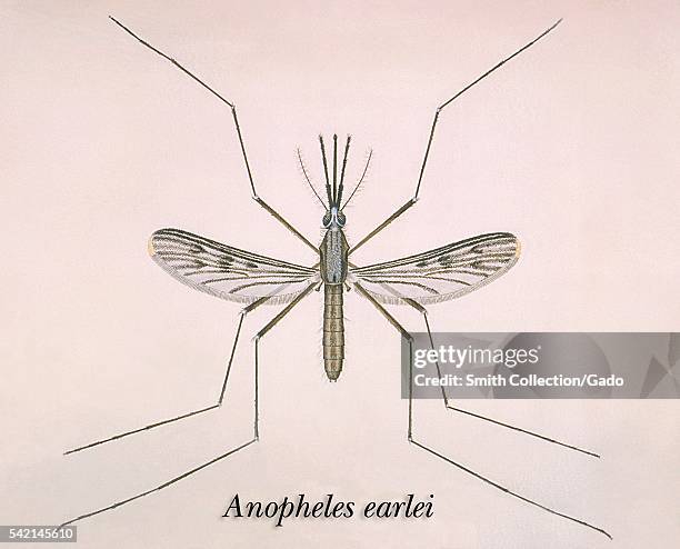 An illustration of an Anopheles earlei mosquito, 1975. Anopheles earlei is found in woodland pools, bogs, marshes and along sluggish streams. The...