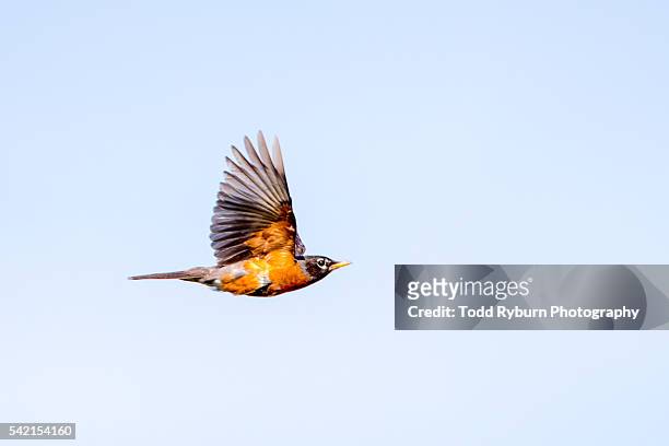 fly robin fly - american robin stock pictures, royalty-free photos & images