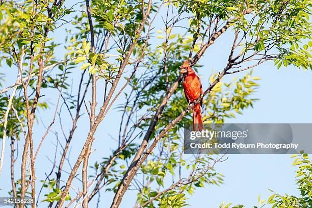 cardinal in a tree - blue cardinal bird imagens e fotografias de stock