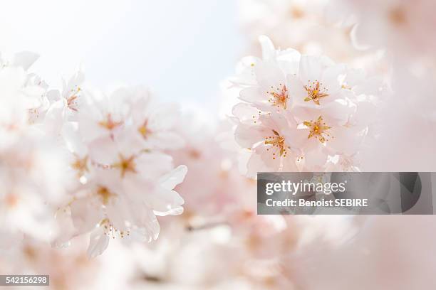 dreamy sakura - cherry tree stock pictures, royalty-free photos & images