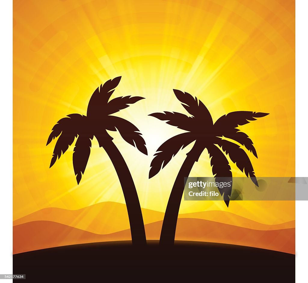 Desert Palm Trees