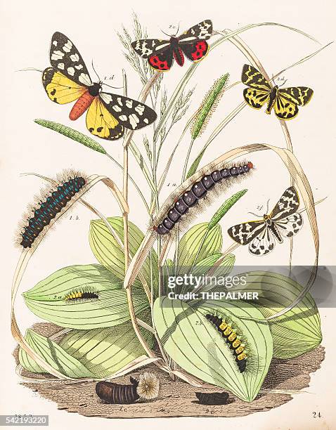 tiger moths butterflies engraving 1853 - swallowtail butterfly stock illustrations