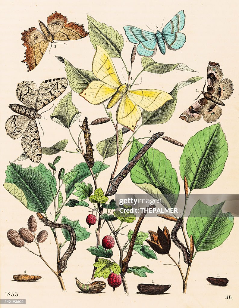 Looper moths butterflies engraving 1853