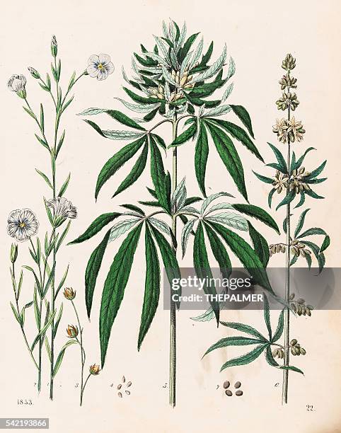 cannabis-pflanzen-illustration 1853 - cannabis medicinal stock-grafiken, -clipart, -cartoons und -symbole