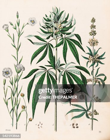 Cannabis plant illustration 1853 Cannabis plant illustration 1853