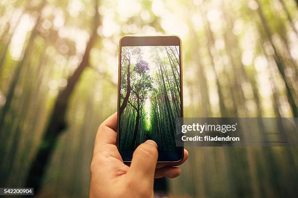 tomar una foto de bosque de bambú - mensaje de móvil fotografías e imágenes de stock