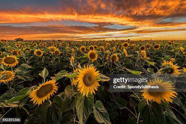 burning sunset at sunflowers farm - sunflower stock pictures, royalty-free photos & images