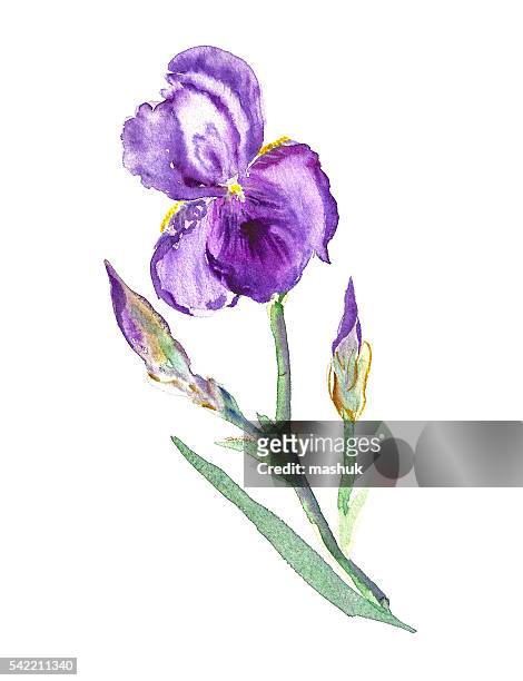 iris watercolor painting - iris stock illustrations