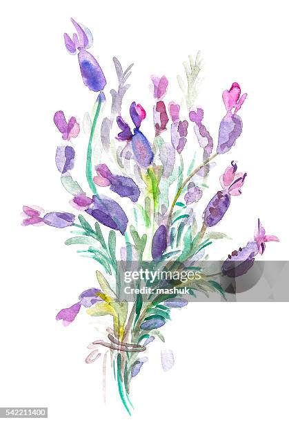 ilustraciones, imágenes clip art, dibujos animados e iconos de stock de lavanda. acuarela pintura - lavanda