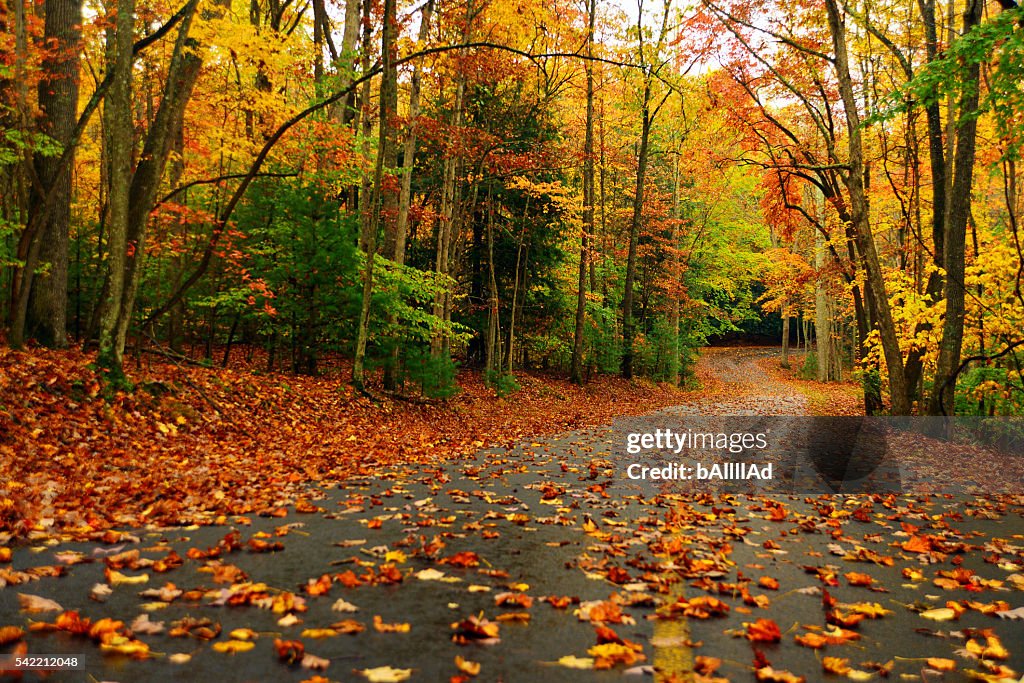 Autumn landscape with bright colorful