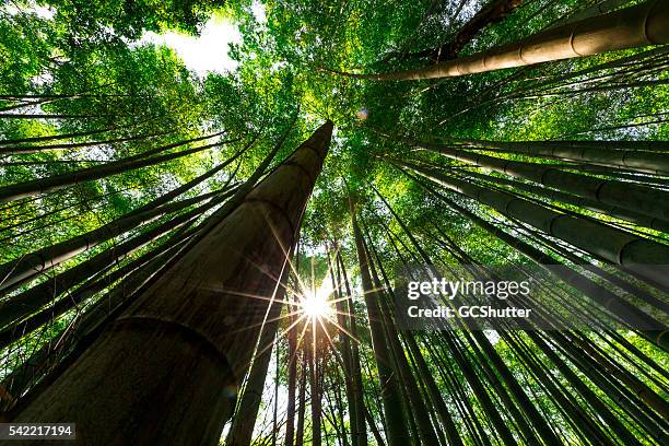bambus-wald, arashiyama, kyoto, japan - baum von unten stock-fotos und bilder