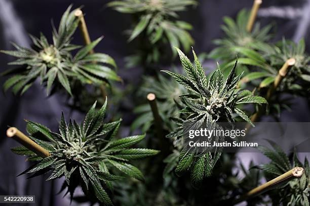 Marijuana plant is displayed during the 2016 Cannabis Business Summit & Expo on June 22, 2016 in Oakland, California. Policy makers and innovators...