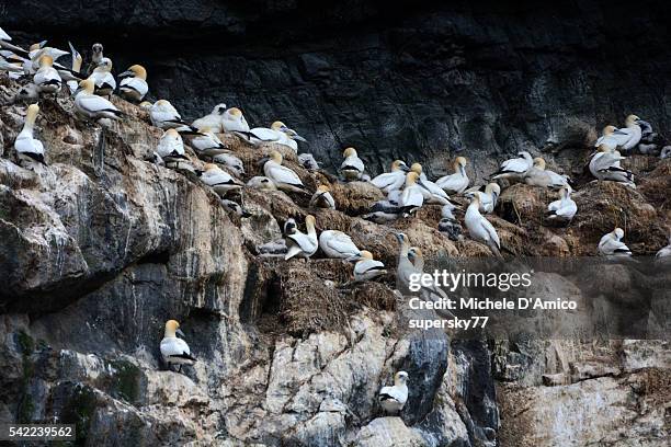 gannet nests - sulidae stock pictures, royalty-free photos & images