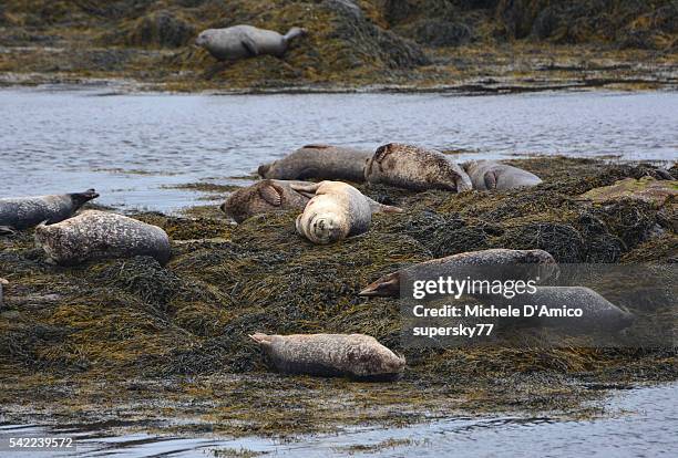 seals relaxing on a rock - アウターヘブリディーズ ストックフォトと画像