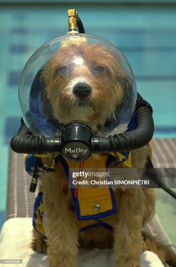 Scuba diving dog, Mutley, trained by scuba diver and pet lover Gene