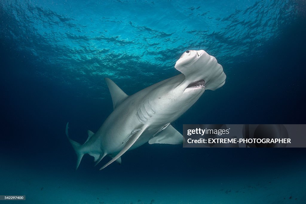 Hammerhead shark in the sea