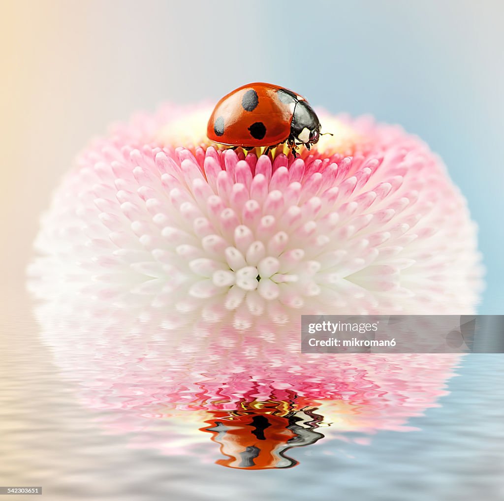 Sailing ladybird