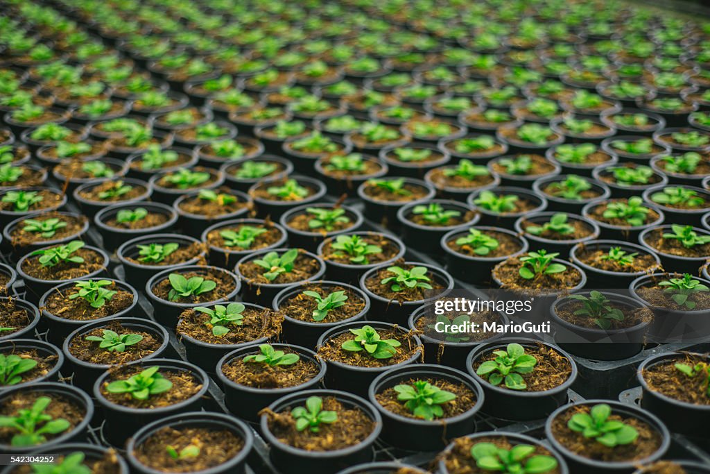 Plants in rows