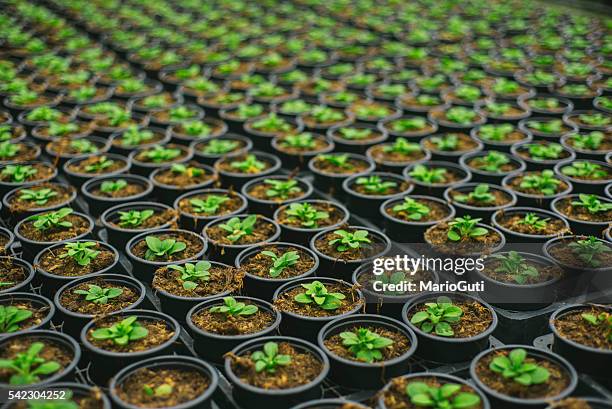 plants in rows - green house stock pictures, royalty-free photos & images