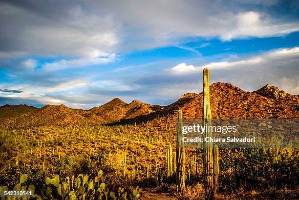 saguaro national park - saguaro national park stock pictures, royalty-free photos & images