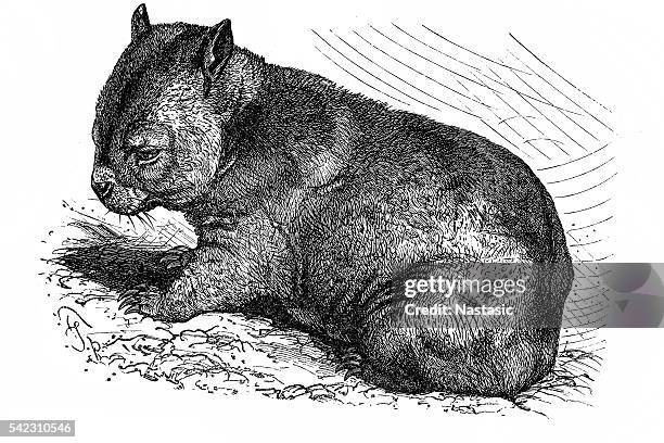 wombat (phascolomys fossor) - wombat stock illustrations