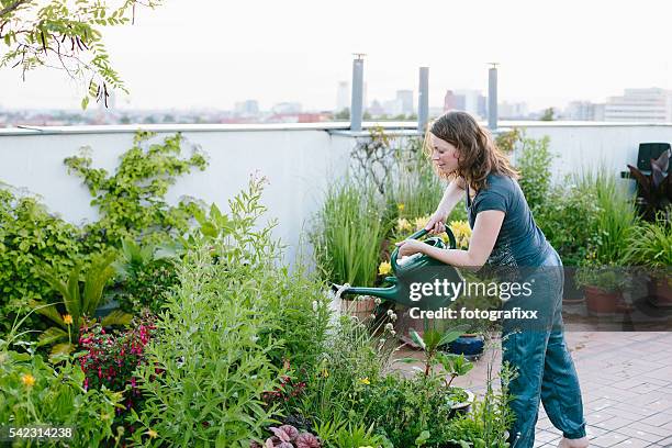 städtisch garten: frau tropfen pflanzen auf der dachterrasse - urban gardening stock-fotos und bilder