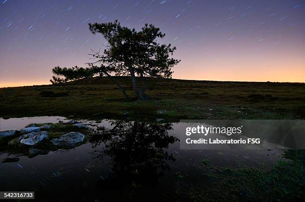 pine, pond, rocks. - laboratorio stock pictures, royalty-free photos & images