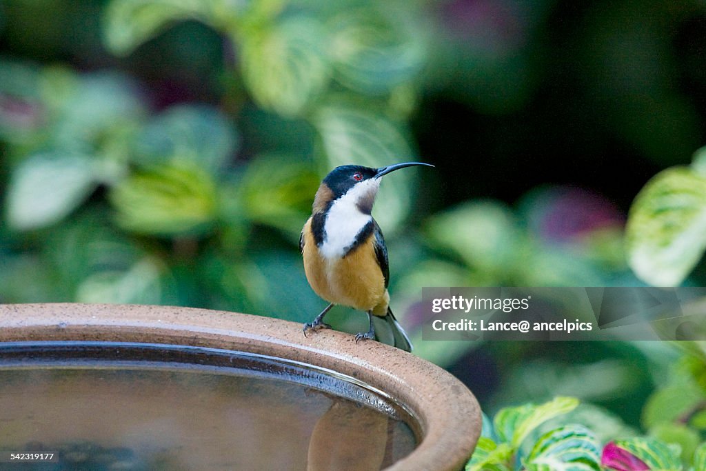 Eastern spinebill