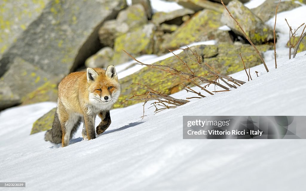 Red fox