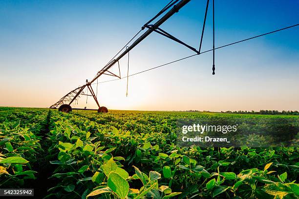irrigation system on soybean field in sunset on farm - agriculture industry stock pictures, royalty-free photos & images