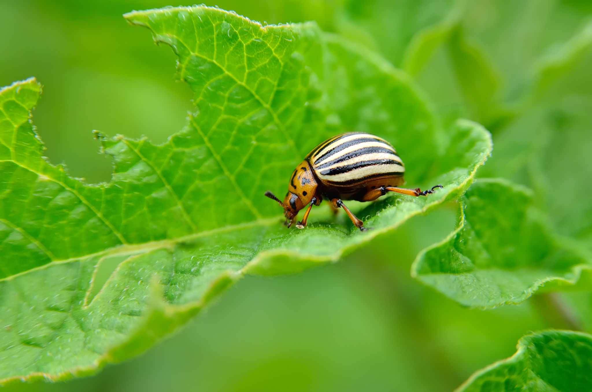 summer farming pests