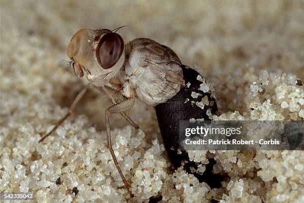 After 30 days underground, the mature fly inflates an airspace over its head to open a round flap so that it can wriggle to the surface.