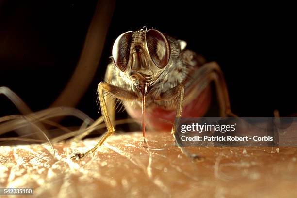 Glossina 'morsitans morsitans', one of 31 species or sub-species of tsetse fly.