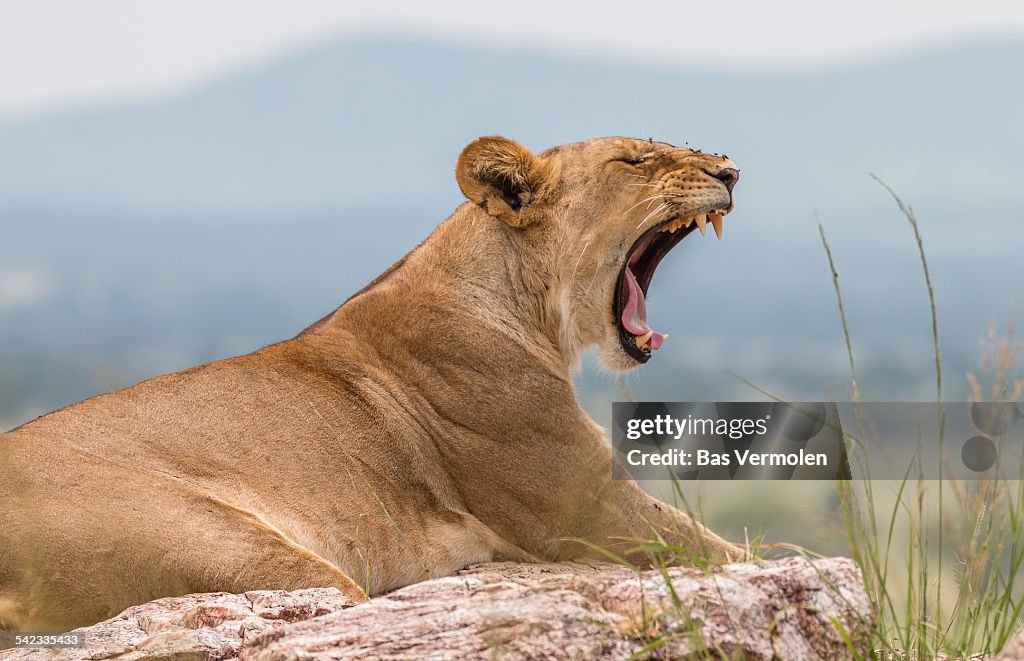 Lioness, Serengeti